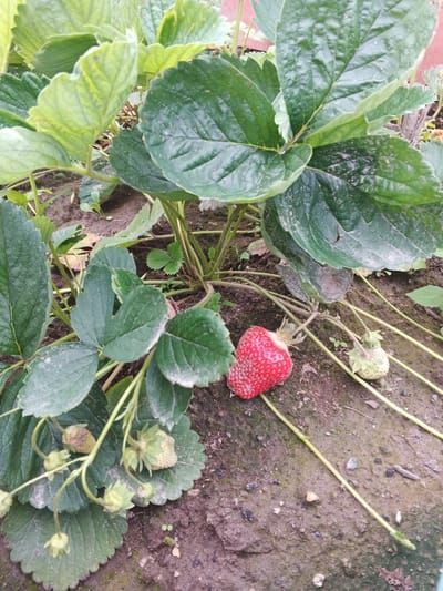 The image depicts a close-up view of a strawberry plant growing in soil, likely in a garden or field. The plant has large, green, serrated leaves, with some appearing slightly dusty. Several strawberries are visible on the plant; one ripe, red strawberry is prominently featured in the lower left, showing some imperfections on its surface. There are also several unripe, pale green strawberries at various stages of development, some still enclosed in their sepals. The ground beneath the plant is dark, loamy soil, with a few small stones and dry leaves scattered around. The overall impression is of a natural, outdoor setting, possibly a domestic garden, given the presence of cultivated plants. There are no people or animals present in the image. The location in Suvorov, Russia is not directly discernible from the visual evidence presented in the photograph.