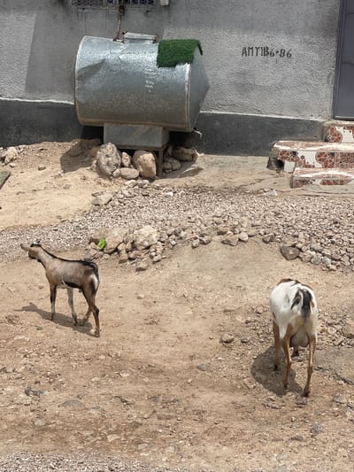In Hargeisa, Somaliland, a scene unfolds in a dusty, outdoor environment. Two goats are the central subjects. One goat, predominantly brown with a black stripe down its back, stands in the left foreground, facing left, its head tilted slightly. The other goat, white with brown markings on its head and back, is positioned in the right foreground, facing away from the viewer, revealing its udder.
Behind the goats, the ground is a mixture of dry dirt and scattered rocks, with some larger boulders and gravel. In the background, a large, galvanized metal water tank rests on a metal stand. The tank has some graffiti on its surface, including the inscription "AMY186-86". A small patch of green, artificial turf is visible on top of the tank. To the right of the tank, a concrete wall with a dark, horizontal stripe runs along its base. A set of tiled steps with a decorative pattern leads upwards to the right, disappearing out of frame. The overall impression is one of a utilitarian and somewhat unkempt urban or semi-urban setting.