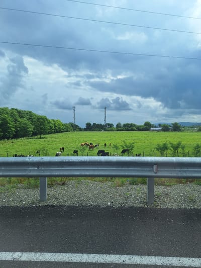 The image depicts a pastoral scene under a cloudy sky. A herd of cattle grazes in a lush green pasture bordered by a dense line of trees on the left. In the background, two tall communication towers stand against the horizon, along with some distant buildings and rolling hills. A metallic guardrail runs horizontally across the foreground, separating the pasture from a paved road with a white stripe. The overall impression is one of rural tranquility, characteristic of a farming region.