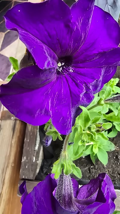 A close-up, vertical shot features a vibrant purple petunia flower. The flower's large, trumpet-shaped petals are a deep, rich purple with delicate veins. The center of the flower displays dark stamens dusted with white pollen. The petunia is nestled amongst lush green foliage. The background is a mix of a dark, rough surface, possibly soil, and weathered wooden planks. There is a hint of a black plastic liner, suggesting the plant is in a container or planter. The scene appears to be outdoors, likely in a garden or balcony setting. There are no people visible in the image. The overall impression is one of natural beauty and vibrant color.