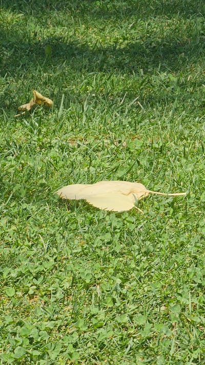 The image shows a close-up view of a lawn with green grass and clover. A light-colored, dried leaf lies on the grass in the foreground, and another dried leaf is visible in the background to the left. The scene appears to be outdoors, possibly in a park or garden, with dappled sunlight creating shadows on the grass. There are no people or animals visible in the image. The location in Alhama de Aragón, Spain is not evident from the visual information provided.