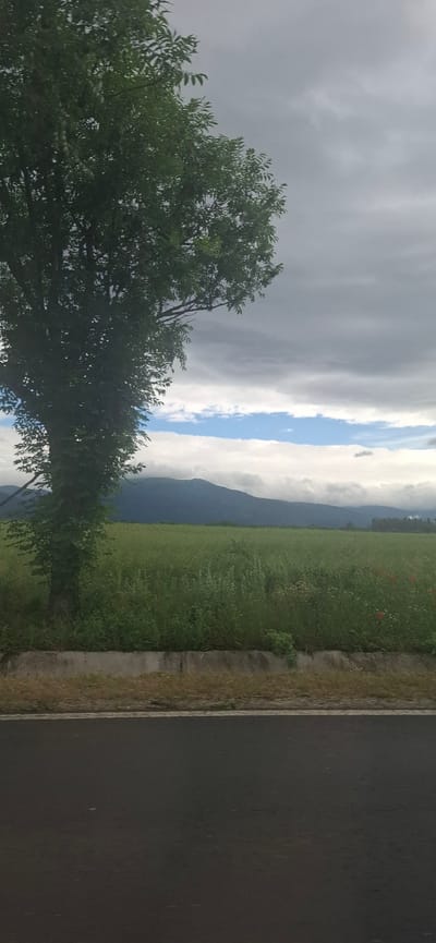 The image depicts a landscape scene featuring a large tree on the left, dominating the foreground. The tree has a dark trunk and dense green foliage. Beyond the tree, a vast, green field stretches towards a range of mountains in the background. The field appears to be covered in tall grass and some scattered red flowers, possibly poppies. The sky above is overcast with heavy, grey clouds, but there are breaks allowing for glimpses of blue sky and lighter clouds. The foreground also includes a portion of an asphalt road and a low concrete barrier, suggesting the view is from the side of a road. The overall impression is a rural, possibly agricultural landscape under a dramatic sky, with no people or specific city features visible. The provided crops show close-ups of the tree and the sky, emphasizing their textures and colors. The image is devoid of any elements that would definitively place it within the city of Vidin, Bulgaria.
