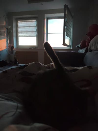 A dimly lit indoor scene shows a bed with patterned bedding in the foreground, and a dark, silhouetted figure of a cat in the center. The cat's tail is raised. Behind the bed, a gray sofa is partially visible. Two windows let in daylight; the left window has blinds and the right window is partially open. A floor lamp and a white fan stand against the left wall. A pink teddy bear sits on the sofa to the right. The location is possibly a bedroom in a residence in Gremyachinsk, Russia.