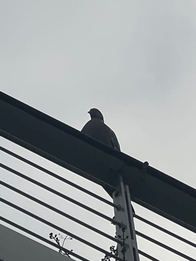 A lone pigeon is perched on a dark, angled metal railing against a bright, overcast sky. The railing is part of an elevated walkway or balcony, with parallel metal bars visible below. The pigeon is silhouetted, with its head turned slightly to the left. The background is a uniform light gray. The scene appears to be in an outdoor urban environment.
