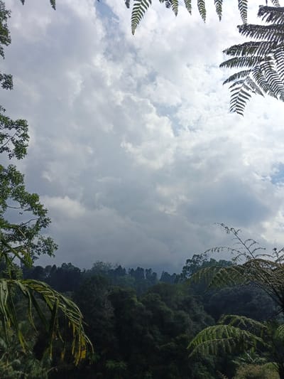 The scene depicts a natural landscape at Bangalum Bridge, Papua New Guinea. The upper two-thirds of the image comprise a sky largely covered by extensive grey and white cumulus cloud formations, with scattered clear blue patches visible towards the upper right. Framing the sky and midground are various types of foliage: dark green fern fronds extend from the top and upper right edges, while lighter green, smaller-leaved branches are visible along the upper left edge. A dark green, broad-leaved plant, possibly a palm frond, is present in the lower left foreground. The lower third of the image features a dense, dark green forest covering undulating terrain, indicative of hills or mountains. The tree canopy appears thick and uniform. A slight atmospheric haze is present over the more distant tree lines. No individuals, man-made structures, or specific activities are discernible within the frame.