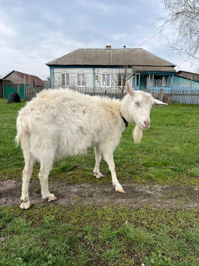 A white goat with a beard and a black collar stands on a dirt path in a grassy yard. Behind the goat is a light blue and white wooden house with a grey roof. A green building with a black tire leaning against it is in the background. The sky is overcast. The location is Semeno-Aleksandrovka, Russia.