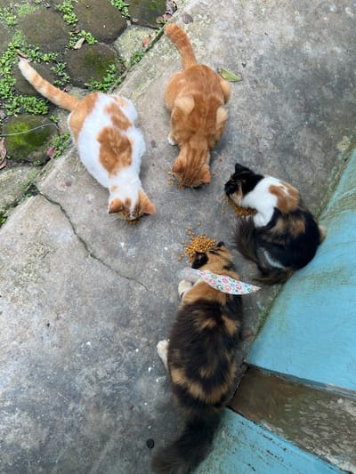 Four cats are depicted from an overhead perspective, eating dry kibble scattered directly on a concrete ground in Magelang, Indonesia. On the left, an orange tabby cat with white markings is consuming food. Above it, a calico cat with black, white, and brown/orange fur is also eating. To the right, another calico cat, predominantly black and brown with white patches, is focused on its meal; a small piece of colorful patterned paper or plastic is visible near its head. A fourth orange tabby cat is partially visible on the far left, joining the group meal.
The setting appears to be an outdoor area, possibly a courtyard or an alleyway. The ground is weathered grey concrete, featuring several cracks and patches of green moss and small plants growing, particularly where some paving stones are visible on the left side. A light blue painted wall or structure stands on the right side of the frame, showing some signs of wear and dirt. The scene is brightly and evenly lit, indicating daytime. The cats appear calm and intent on eating, showing no particular emotions other than focus on their food. No discernible text is visible on the patterned paper or elsewhere in the image.