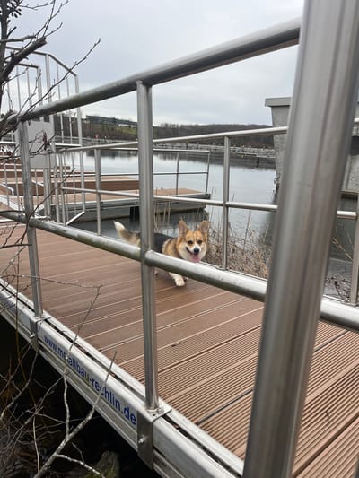 The image depicts a tri-color Pembroke Welsh Corgi standing on a brown, ribbed composite-wood dock at a waterfront location in Nohfelden, Germany, likely Bostalsee. The dog, exhibiting tan, black, and white fur, faces the camera with its mouth open and tongue partially extended, positioned slightly right of the frame's center. Silver-colored metal railings, featuring vertical stanchions and horizontal bars, form the immediate foreground and structure of the dock. A lower horizontal metal beam of the railing system bears the white text "www.metallbau-rechlin.de". To the left, leafless tree branches intrude into the frame. The dock extends over a calm, dark body of water, which reflects the overcast sky. In the midground, additional floating dock sections or moorings are visible across the water. The background features a distant treeline, appearing bare, and a multi-story building, possibly a resort, situated on a remote hillside. The sky is uniformly gray and overcast, suggesting a cloudy day. No other individuals are visible.