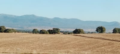 The image depicts a rural landscape with a clear blue sky above a range of hazy blue mountains in the distance. In the foreground, a field of dry, golden grass or stubble covers the ground, with visible tire tracks suggesting recent agricultural activity. A line of scattered, lush green trees and bushes runs across the midground, separating the field from the more distant landscape. The scene conveys a sense of open space and natural scenery characteristic of a rural area. The location is identified as being in Quismondo, Spain, a town known for its agricultural lands and proximity to mountainous terrain.