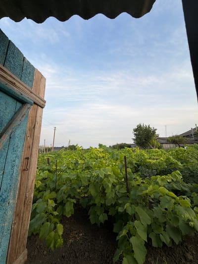 The image shows a close-up of a weathered blue and wooden door in the foreground, with a field of green grapevines stretching into the background. The sky above is a pale blue with wispy white clouds, suggesting it is daytime, likely late afternoon or early morning given the soft light. A single tree is visible in the middle ground, and in the distance, several utility poles with wires are present, indicating a rural or semi-rural setting. The overall scene conveys a sense of tranquility and simple rural life. The image is taken from a low angle, looking upwards and towards the field. The door itself is made of rough-hewn wood, painted in peeling shades of blue and brown, with a rusty metal hook closure. The grapevines are lush and verdant, with visible small green grapes forming on some of the vines. The ground around the vines appears to be dark soil. The setting is identified as Avdarma, Moldova.