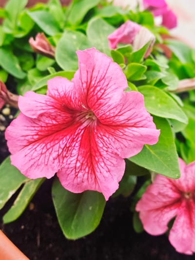This is a close-up, vertical, eye-level shot of several vibrant pink petunias with deep red veining. The focus is on a large petunia in the foreground, its petals spread open, revealing intricate lines of red radiating from the center. Behind it, a second, slightly out-of-focus petunia is visible, as are several lush green leaves. The background is a soft blur of green foliage and dark soil, hinting at a garden or potted plant setting. The lighting appears to be natural daylight, suggesting the image was taken outdoors. There is no visible text. The overall mood is one of natural beauty and the vibrancy of blooming flowers. The location is Bykovka, Russia.