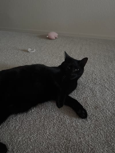A black cat is lying on a carpeted floor, looking towards the camera. A small pink stuffed toy is visible on the floor in the background, as is a white object that may be a piece of string. The room appears to be a residential interior in Phoenix, Arizona, United States of America.