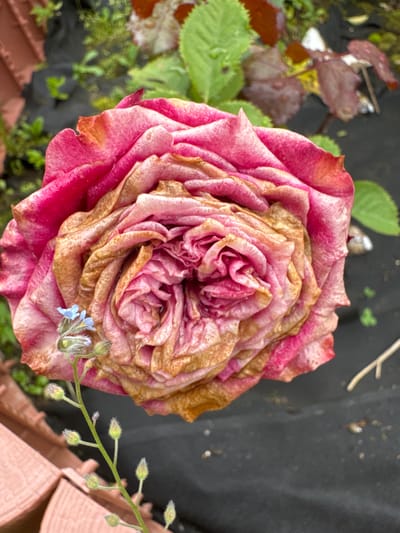 A close-up, overhead shot captures a wilting pink rose with a prominent brown center. The petals are curled and dry, indicating the rose is past its prime. In the lower left corner, a delicate stem with small blue flowers and unopened buds emerges from the rose's side. The background is out of focus, showing greenery, a dark ground cover, and some reddish-brown leaves. The scene appears to be in an outdoor garden setting.
