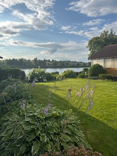 The image shows a lush green backyard garden with a river in the background. The garden features various plants, including hostas with variegated leaves and tall spikes of purple flowers. There is also a large white hydrangea bush. Beyond the garden, a calm river is visible, lined with trees. The sky is blue with scattered white clouds. To the right of the image, a portion of a brown-roofed building with a screened-in porch is visible. The scene appears to be set in a rural or suburban area, possibly in Sitno, Russia, given the architectural style of the house and the natural landscape. The lighting suggests it is late afternoon or early evening, with soft sunlight casting shadows across the lawn. No people are present in the image.
