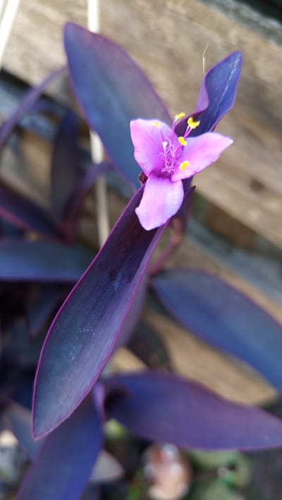 A close-up shot focuses on a single, delicate purple flower with yellow stamens, blooming from a vibrant purple-leaved plant. The flower is positioned diagonally across the frame, with its petals gently unfurled. The plant's leaves are long and lance-shaped, with a deep purple hue that transitions to a lighter shade at the edges. The background consists of blurred wooden planks, suggesting an outdoor setting. The image is rendered in a naturalistic style, with soft lighting that highlights the intricate details of the flower and foliage.