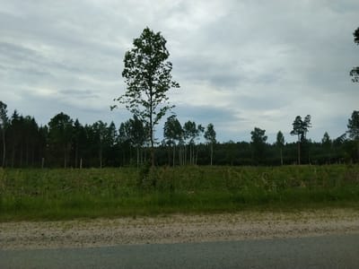 This media file shows a landscape scene in Zaļais Sils, Latvia. The foreground features a rough, gravelly road and a strip of green grass. Beyond the grass, a dense forest dominates the background, with a variety of trees, including some tall, slender white-barked trees and darker, broader trees. The sky above is overcast with a mix of grey and white clouds, suggesting a cloudy or pre-stormy day. There are no people or specific objects visible, creating a natural, undeveloped scene. The lighting suggests it is daytime, likely late afternoon or early evening, given the diffused light and cloud cover. The overall mood is serene and natural, with a sense of quiet wilderness.