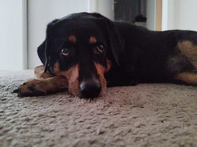 A Rottweiler dog lies on a carpeted floor. The dog's head is resting on its paws, and its eyes are looking up. The background is blurred, but it appears to be an indoor setting with doorways visible. The dog is predominantly black with tan markings around its eyes, muzzle, and legs. The carpet is a neutral, textured color. The image is captured at a low angle, focusing on the dog's face. There is no indication of the location within Schiffdorf, Germany.