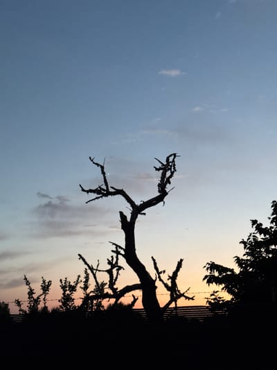 The image depicts a silhouette of a dead tree against a sunset sky. The sky transitions from a light blue at the top to hues of orange and pink near the horizon, with a few scattered clouds. The dead tree is the central subject, its bare branches stark against the colorful sky. In the foreground, other silhouetted vegetation and a fence are visible. There are no people or animals present in the scene. The location is identified as Santa Margalida, Spain.