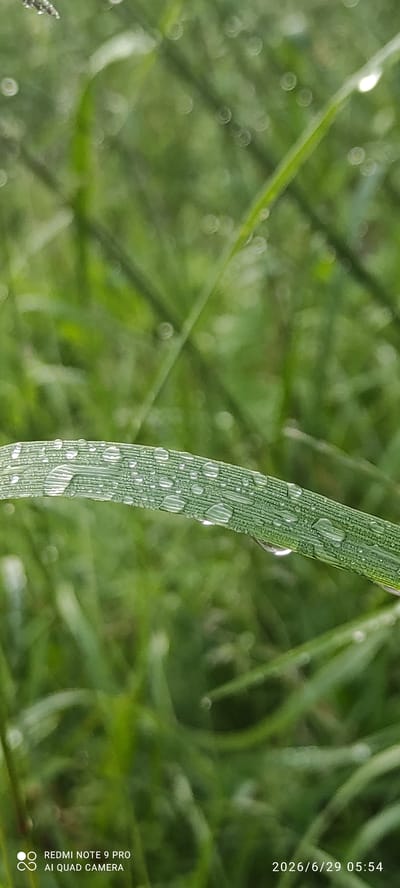 A close-up, vertical shot of a blade of grass covered in dew drops is captured against a blurred green background of more grass. The dew drops are numerous and vary in size, some appearing as perfect spheres while others are elongated or distorted. The grass blade itself exhibits fine parallel lines, characteristic of its structure. The overall lighting suggests it is early morning or late evening. The image also contains text in the bottom left corner: "REDMI NOTE 9 PRO AI QUAD CAMERA" and in the bottom right corner: "2026/6/29 05:54". The location in Maardu, Estonia is not discernible from the image itself.