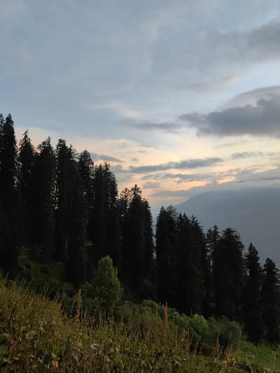 This is a landscape photograph taken in Aleo, India, depicting a dense forest of tall coniferous trees silhouetted against a dramatic twilight sky. The trees dominate the left and center of the frame, their dark green foliage creating a stark contrast with the softer hues of the sky. Wispy clouds, tinged with pale orange and pink from the setting sun, stretch across the horizon. In the background, a mountain range is visible, partially obscured by mist or clouds. The foreground features a grassy slope with dry grasses and some scattered green bushes. The overall impression is one of serene natural beauty, with the fading light casting a tranquil atmosphere over the scene. There are no people or animals visible in the image. The image appears to have been taken from a slightly elevated position, looking across a valley towards the distant mountains.