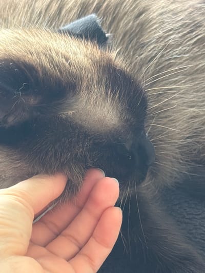 A close-up, overhead shot shows a person's hand gently petting a Siamese cat's face. The cat's fur is thick and light brown on its head, fading to a darker gray on its body. Its whiskers are long and white, fanning out from its muzzle. The cat's eyes are closed, and its ears are tucked back, suggesting it is relaxed and content. The background is a blur of the cat's fur, making it difficult to discern any specific environmental details. There is no information available to determine the location in the city of Япрыково, Russia.