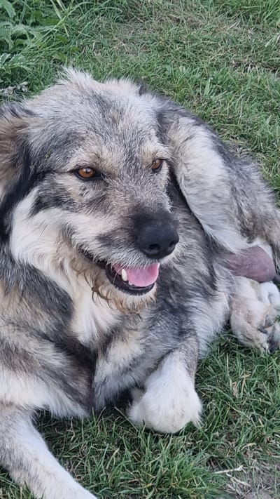 A close-up, eye-level shot shows a large, grey and black dog lying on green grass in Șcheia, Romania. The dog's head is turned to the right, with its mouth slightly open and tongue visible, suggesting panting or a relaxed state. Its amber eyes are looking off to the side. The dog's fur is thick and appears somewhat matted. Partially visible beneath its body is a dark, fleshy object, likely part of its anatomy. The background consists of out-of-focus green grass. The lighting appears to be natural daylight.
