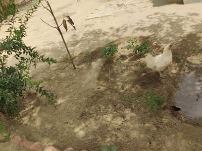 In Chak No. 173 TDA, Pakistan, a white hen stands on dry, sandy ground, next to a small puddle of water. Scattered green plants and a thin tree with red leaves are visible in the scene. Shadows of trees are cast across the ground, indicating an outdoor setting. A dark-colored chick is also present near the puddle. The ground appears to be soil and sand, with some scattered debris. A brick structure is partially visible in the lower left corner of the image.