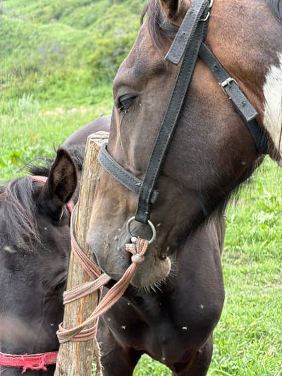 The media file depicts two horses in a grassy, outdoor setting, likely Kaindy, Kyrgyzstan. One horse, with a dark brown coat and a white blaze on its forehead, is shown from the side, its head lowered. It wears a black halter with a metal ring. Another horse, entirely dark brown, is positioned below the first, with its head also lowered. Both horses are equipped with halters, and a rough wooden plank is visible between them, secured by straps. The horses appear to be interacting or resting near this plank. The presence of numerous small flies on the horses' coats suggests a warm, possibly humid, outdoor environment. The background is filled with lush green grass, indicative of a natural landscape. There is no visible text or clear indication of the time of day or specific weather conditions beyond the implication of warmth due to the flies. The overall mood is serene and natural, focusing on the horses in their environment.