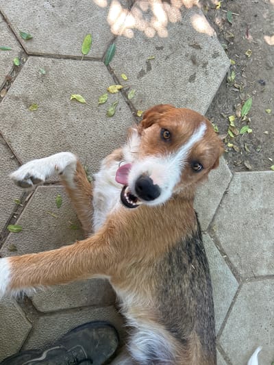 A medium-sized dog with brown and white fur is lying on its back on a patio made of interlocking hexagonal concrete pavers. The dog's tongue is hanging out of its mouth, and its mouth is open, revealing its teeth. The dog's head is tilted, and its eyes are looking towards the camera. Its front left paw is raised in the air. Scattered leaves are present on the pavers and the surrounding dirt ground. Sunlight casts shadows on the scene. A portion of a dark-colored shoe is visible in the lower left corner of the image. The location is identified as Polenitsa, Bulgaria.