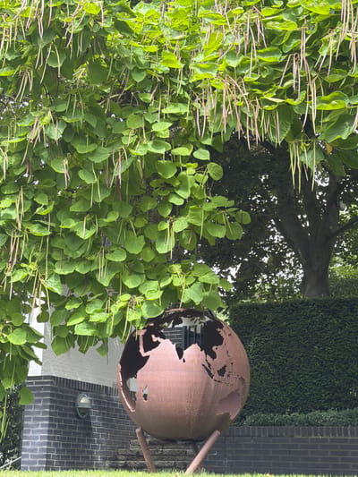 In Roermond, Netherlands, the image captures a weathered, globe-shaped sculpture crafted from rusted metal, depicting continents with cutout sections. This art piece is supported by three thin, angled legs and rests on a patch of green grass. Behind the sculpture, a dark grey brick wall forms the base of a white-painted building. A circular outdoor light fixture is mounted on the brick wall. Further back, a meticulously trimmed dark green hedge forms a dense backdrop. Overhanging the scene is a large tree with vibrant green leaves and numerous long, slender seed pods hanging down. The overall environment appears to be an outdoor setting, possibly a garden or public space, with a focus on natural elements juxtaposed with man-made structures and art.