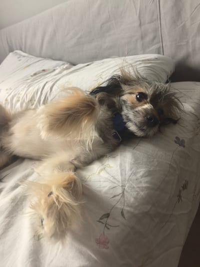 A small dog with tan and gray fur lies on a bed covered with floral-patterned sheets. The dog is facing the right side of the frame, with its head resting on a white pillow. Its eyes are open, and it appears relaxed. A blue collar is visible around its neck. The background consists of a light gray upholstered headboard. The scene is indoors, likely in a bedroom. There is no indication of the location being Zima Juzhnaja, Russia.