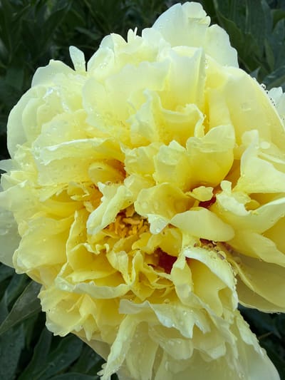 This is a close-up, high-angle, full-frame photograph of a light yellow peony flower in bloom. The flower is the sole subject, dominating the frame. Its petals are layered and ruffled, with many delicate water droplets clinging to their surfaces, suggesting recent rain or dew. The texture of the petals is soft and slightly translucent, allowing for subtle variations in light and shadow. In the center of the flower, the stamens and pistils are visible, forming a slightly darker, more intricate core. The background consists of dark green foliage, out of focus, providing a soft contrast to the bright yellow of the peony. The lighting appears to be natural and soft, possibly indicating an overcast day or early morning light. The overall mood is serene and naturalistic, focusing on the intricate beauty and delicate details of the flower. There is no visible text in the image. The location is Sukhodol, Russia.