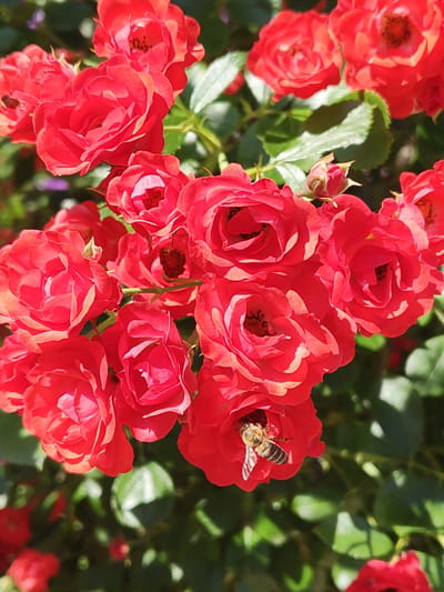 A close-up, eye-level shot focuses on a cluster of vibrant red roses and a bee. The roses, with their layered petals, are in various stages of bloom, some fully open and others still budding. The bee, positioned on one of the open roses, is actively engaged with the flower, likely collecting nectar. The background consists of out-of-focus green foliage, suggesting a garden setting. The image quality is good, with sharp details on the roses and the bee, and a shallow depth of field that blurs the background, drawing attention to the main subjects. The lighting appears to be natural sunlight, highlighting the textures and colors of the scene. The overall impression is one of a serene, natural moment captured in a garden.