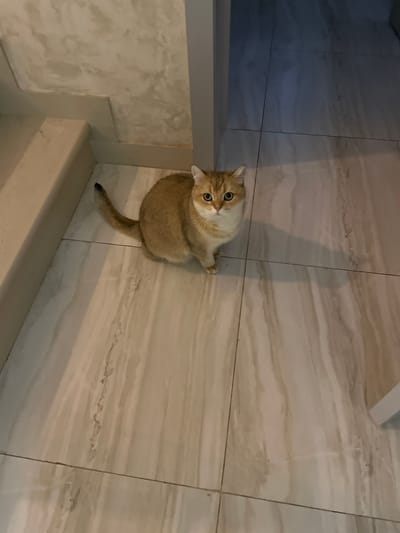 A golden-colored cat with green eyes is looking up at the camera from a tiled floor in what appears to be an indoor setting. The floor has a light marble pattern. The cat is near a white or light-colored structure, possibly a piece of furniture or a wall. The photo was taken in Лесной Пейзаж Кп (шарапово), Russia.