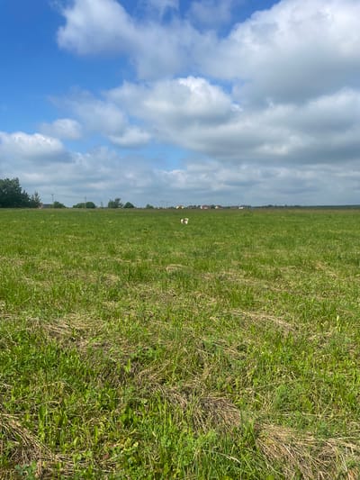 The image depicts a vast, open field of green grass under a partly cloudy blue sky. In the distance, a line of trees and houses marks the edge of the field, suggesting a rural or semi-rural setting. Two small white dogs are visible in the middle ground of the field, facing away from the camera. The grass in the foreground appears dry and sparse in places, with some areas of taller, greener growth. The overall impression is of a natural landscape on a sunny day. The specific location of Aropakkuzi, Russia is not visually verifiable from the image itself.