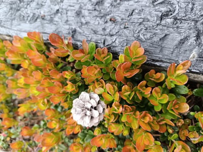 This is a close-up, high-angle shot of a small pinecone nestled among vibrant green and orange foliage, likely a ground cover plant, in Hovden, Norway. The background is a textured, dark gray surface, possibly wood or rock, with a rough, uneven finish, giving the impression of an outdoor setting. Water droplets are visible on some of the leaves, suggesting recent rain or dew. The lighting is soft and diffused, hinting at an overcast day or early morning/late evening. There are no people or animals visible, and no text is present in the image. The overall mood is one of natural beauty and tranquility.