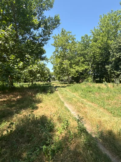 A dirt path winds through a grassy area with trees on either side, under a clear blue sky. The path appears to be a trail or unpaved road. Lush green foliage from large trees with broad leaves dominates the left and right sides of the image, casting shadows on the path and surrounding grass. The grass is a mix of green and dry, yellowish blades, with some smaller green plants growing amongst it. The environment suggests a park or a rural area. The specific location is the city of Kopanka, Moldova. There are no people or specific actions depicted.