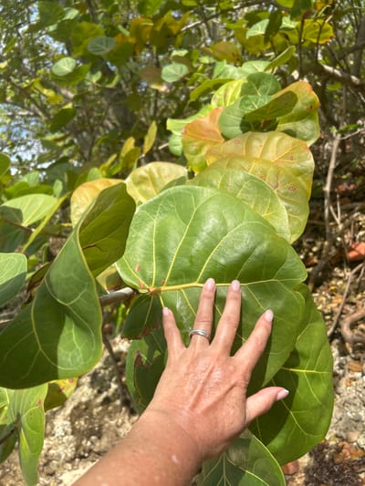 A hand is resting on large, round leaves of a plant in Le Gosier, France. The leaves are primarily green, with some showing yellow and brown tinges, suggesting maturity or changes in season. A hand is placed on the largest leaf, featuring a silver ring on one finger and manicured fingernails. The background shows foliage and ground textures, indicating an outdoor setting.