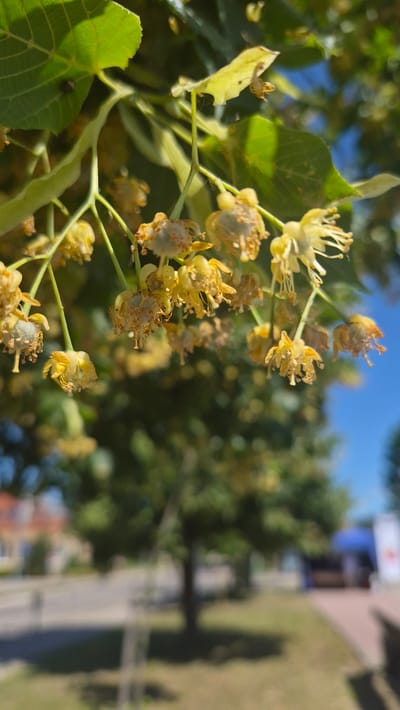 The image shows a close-up view of linden tree blossoms and leaves, with a shallow depth of field. In the background, a tree and a street scene are blurred, suggesting an outdoor urban environment. The foreground focuses on the delicate yellow blossoms, some appearing dried or wilting, and green leaves. The overall impression is a natural scene within a city. Without further information or context, pinpointing a precise location within Preiļi, Latvia is not possible based solely on the visual information provided.