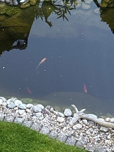 This image depicts a section of an outdoor pond or artificial water feature, situated in Oberasbach, Germany. The water is dark, with a still surface reflecting overhead vegetation and a dark structural element on the left side. Numerous small white specks are scattered across the water's surface.
Two fish are visible within the water: one elongated, light orange/gold specimen swimming near the upper-center, and a second, darker reddish specimen positioned deeper in the water below the first.
The pond's edge is lined with a border of varied sizes of light-colored, rounded pebbles and stones. Adjacent to these stones, on the bottom left, a strip of neatly cut green grass is present. On the right side of the pond's edge, a piece of light-colored, gnarled driftwood with multiple branches rests partially on the stones and extends into the water. No individuals are visible in the scene.