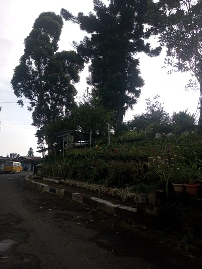 The image shows a street scene in Mya Sit Kaing Ywar Thit, Myanmar. A narrow, cracked asphalt road occupies the foreground, curving to the left. A yellow van is parked on the left side of the road in the distance. Adjacent to the road is a raised embankment densely planted with a variety of plants, some in pots. A simple metal structure, possibly a shelter or support for plants, is partially visible behind the vegetation. Several large trees dominate the background, partially obscuring the sky. The lighting suggests an overcast day.