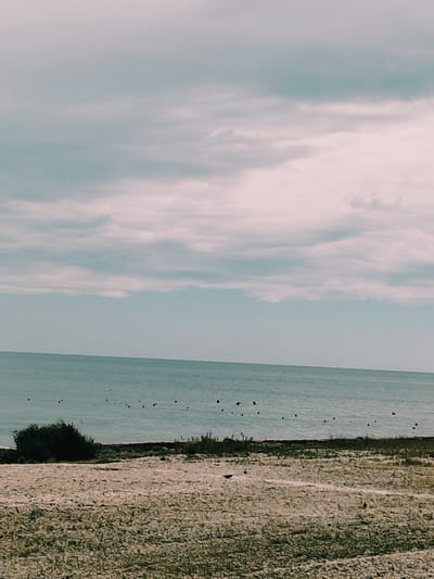 The image depicts a serene coastal landscape. The foreground is a sandy beach with sparse, dry vegetation. In the middle ground, a thin strip of green foliage runs along the edge of the water, with a dense, dark green bush prominent on the left. The background is dominated by the calm, blue-green sea, meeting a hazy sky filled with soft, muted clouds. Several small, dark objects, possibly birds or debris, are scattered across the water's surface near the shoreline. The scene is calm and tranquil, suggesting a natural, undeveloped coastal area. This scene is consistent with the natural beauty of the Black Sea coast near Skadovsk, Ukraine, known for its sandy beaches and coastal vegetation.