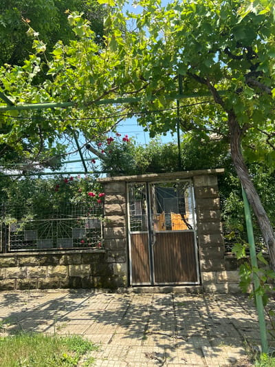 The image depicts a sunlit outdoor garden or yard scene in Madara, Bulgaria, characterized by abundant greenery and rustic stone architecture. The foreground and left side are filled with lush green grapevines, their broad leaves forming a dense canopy, supported by a green metal trellis system. A thick, gnarled grapevine trunk is prominently featured at the top. Small, light green clusters, possibly nascent grapes or flowers, are visible among the foliage.

To the right, a sturdy wall constructed from rough-hewn stone blocks stretches towards the background. Adjoining this wall is a paved path made of square concrete or stone blocks, which extends further right. Bright sunshine casts strong, dappled shadows from the overhead foliage onto this path and parts of the wall, indicating a clear, sunny day, likely morning or afternoon.

Towards the center, an entrance consists of a wooden gate or door with horizontal slats, flanked by decorative metal grates. Below this, another section of a metal fence or gate is adorned with vibrant red roses in full bloom, adding a striking contrast to the green and gray tones of the scene. Other green bushes and smaller plants grow along the base of the stone structures. No people are present, and no text is visible within the image. The scene conveys a sense of peaceful, natural beauty in a rural or semi-rural setting.