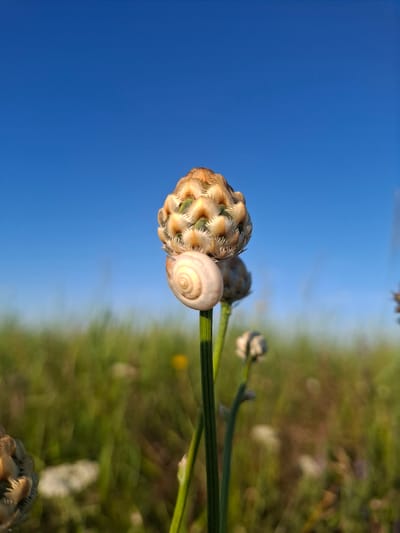 This media file features a close-up, vertically oriented shot of a small, light-colored snail resting on a fuzzy, bulbous plant bud. The snail's shell exhibits a distinct spiral pattern. The plant stem is green and appears to be reaching upwards. In the background, a vibrant blue sky dominates the left side of the image, transitioning to a blurry, out-of-focus green and brown field on the right. The lighting suggests it is either early morning or late afternoon, with the warm tones illuminating the plant bud and snail. The scene is set outdoors, likely in a natural environment given the plant and field. There is no visible text.