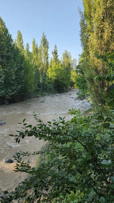 The image depicts a natural scene of a river flowing through a lush, green environment. The river itself appears to be a muddy brown, suggesting it might be carrying sediment or has recently experienced increased flow. The banks of the river are densely lined with trees and foliage, characterized by vibrant green leaves. The trees are tall and abundant, creating a canopy that partially shades the river. The sky visible in the upper part of the image is a clear, light blue, indicating fair weather and likely daytime.
In the foreground, particularly on the right side of the image, branches and leaves of trees hang over the river, adding a sense of depth and framing the view. Scattered stones are visible in and along the riverbed. The overall impression is one of a serene, natural landscape, possibly a rural or wilderness area. There is no visible text in the image. Given the lack of human activity or specific landmarks, it's difficult to pinpoint an exact location beyond it being a riverine environment with significant tree cover. The lighting and clear sky suggest it's likely daytime, possibly late morning or afternoon when the sun is well up. The scene evokes a sense of peace and the wild beauty of nature.
