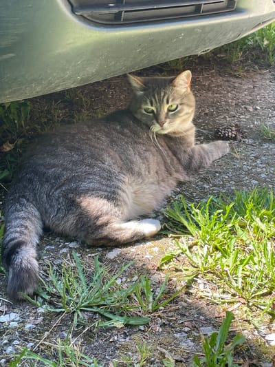 A tabby cat lies on the ground, partially under a green vehicle, in what appears to be an outdoor, possibly urban, environment. The cat is oriented towards the viewer, with its head slightly raised and its gaze directed forward. Its fur is a mix of grey and brown tabby markings, with a lighter underside. The cat's body is relaxed, with one paw extended forward. The ground is a mix of gravel, dirt, and sparse green grass. A pine cone is visible on the ground to the right of the cat. The lighting suggests it is daytime, with dappled sunlight falling on the scene. The vehicle is a light green color and the lower part of its bumper and grill are visible. There is no discernible indication of the specific location within the city of Первомайский, Russia, other than the general assumption of an outdoor urban setting.