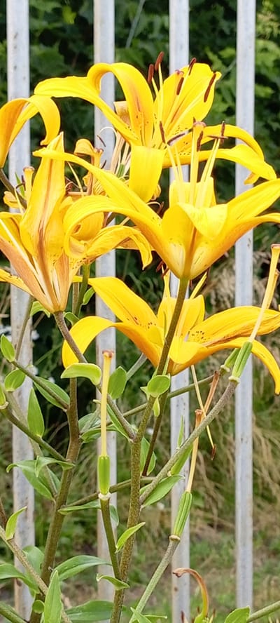 A close-up, eye-level, vertical, outdoor shot shows bright yellow lily flowers with some brown speckles and long, thin stamens with brown tips. The flowers are in focus, with the background blurred to show vertical, pale gray fence posts and green foliage. The stalks of the lilies are thick and green, with some budding parts and developing seed pods, also green. The image appears to be taken in Kirsanov, Russia, as indicated by the prompt.