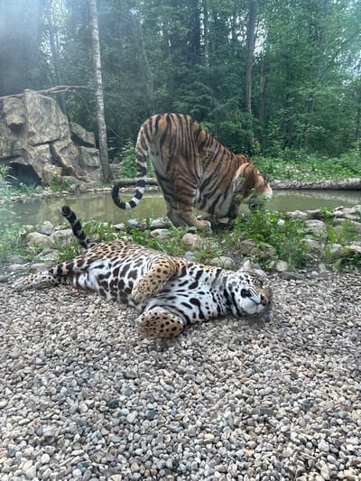 In the city of Klemyatino, Russia, a tiger and a jaguar are present in an outdoor enclosure. The jaguar is lying on its back on a bed of small, grey stones, with its paws in the air and its head tilted back. Its fur is spotted black and white. The tiger is standing near a body of water, with its head lowered as if drinking or investigating something in the water. Its fur is orange with black stripes. The enclosure features a rocky outcropping and lush green trees in the background, suggesting a naturalistic habitat.