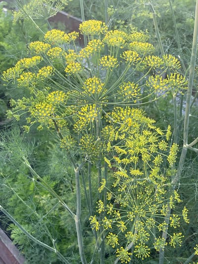 The image shows a close-up view of flowering dill plants. The dill flowers are small and yellow, clustered in umbrella-shaped umbels. The dill plants are tall and bushy with feathery green leaves. The background is blurred and appears to be a garden setting, with hints of other greenery and a wooden structure. The image was taken in the city of Маминское, Russia. There are no people or animals visible in the image. The scene is peaceful and natural.