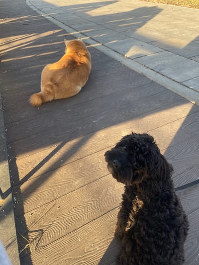 A black dog and an orange cat are on a wooden deck. The dog is facing the camera, while the cat is lying down. Shadows from overhead objects are visible across the deck. The location is unspecified; Fabriki 1 maya, Russia is not identifiable within the image.